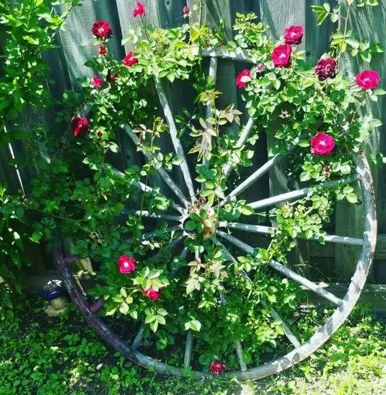 35 Trellis Ideas To Save Space And Add Charm To Your Garden - 281