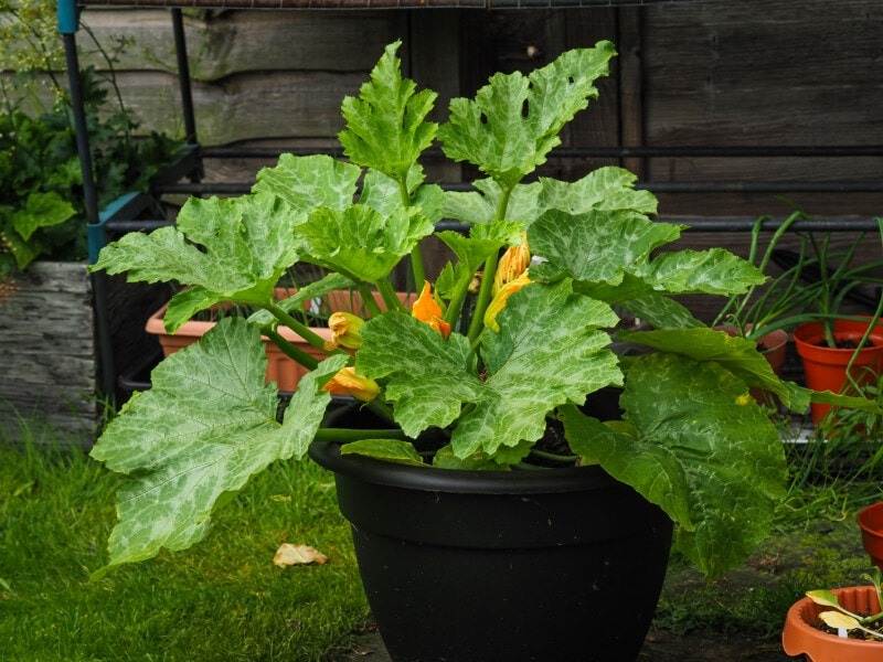 10 Amazing Tips For Growing Delicious And Healthy Zucchini In Pots - 75