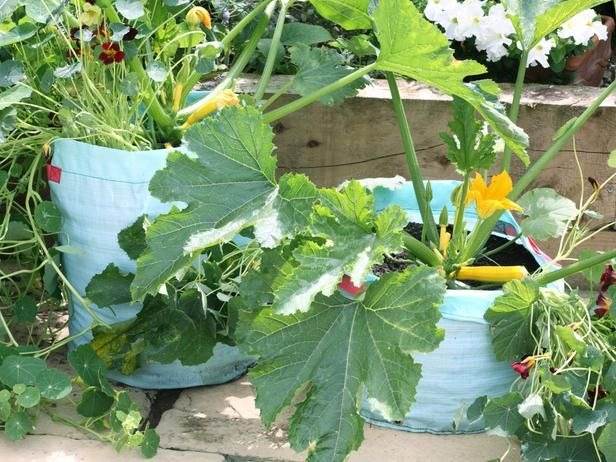 10 Amazing Tips For Growing Delicious And Healthy Zucchini In Pots - 79