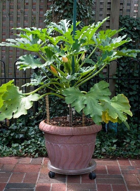 10 Amazing Tips For Growing Delicious And Healthy Zucchini In Pots - 87