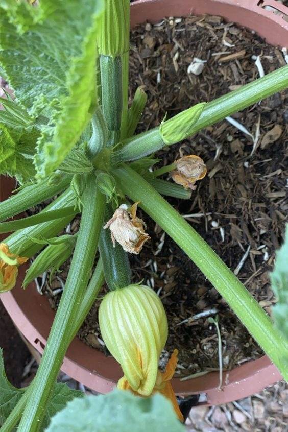 10 Amazing Tips For Growing Delicious And Healthy Zucchini In Pots - 85