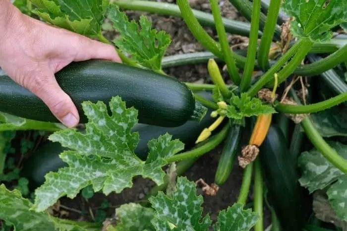10 Amazing Tips For Growing Delicious And Healthy Zucchini In Pots - 89