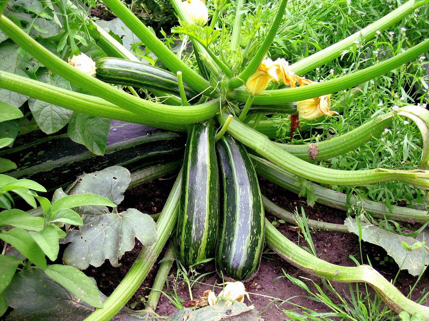 10 Amazing Tips For Growing Delicious And Healthy Zucchini In Pots - 91