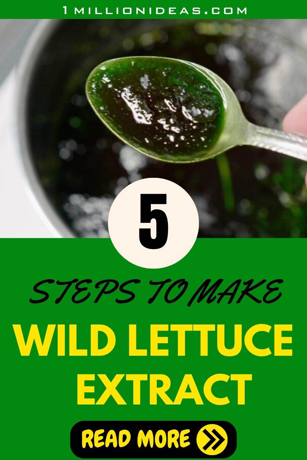 5 Easy Steps To Make Wild Lettuce Extract For Pain Relief And Better Sleep 5 Easy Steps To Make Wild Lettuce Extract For Pain Relief And Better Sleep