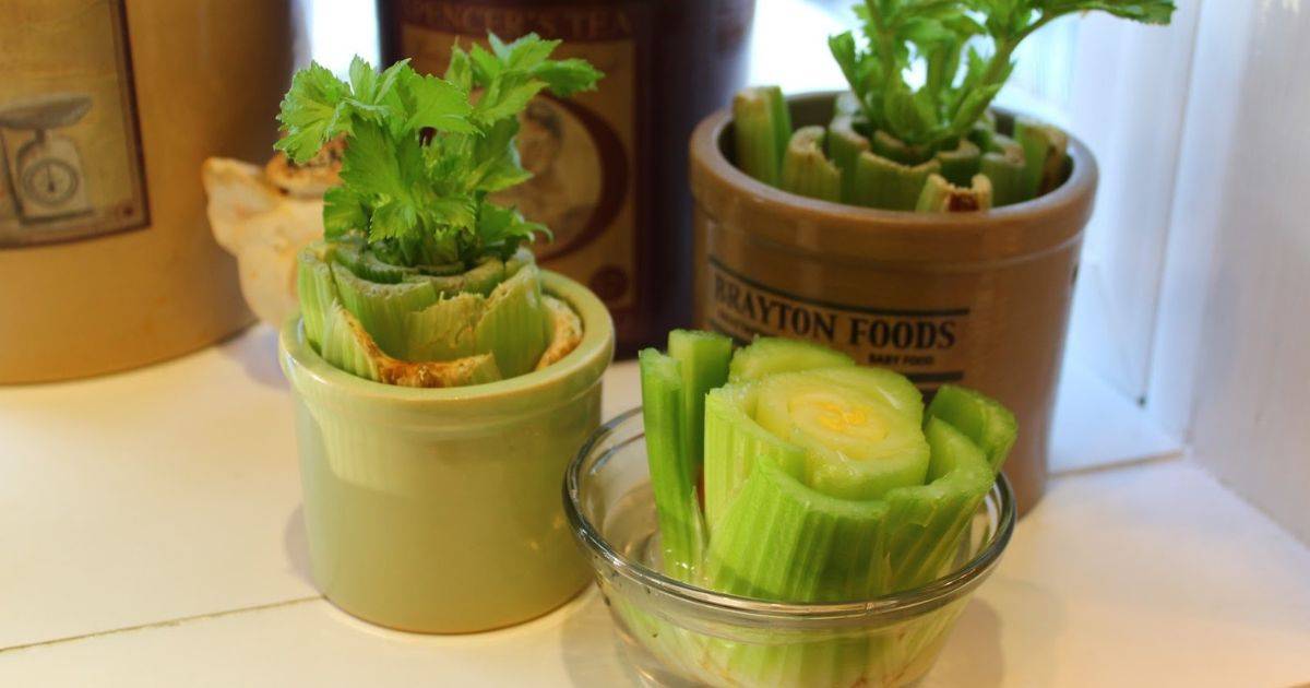 4 Secrets To Grow Your Own Celery In Water At Home