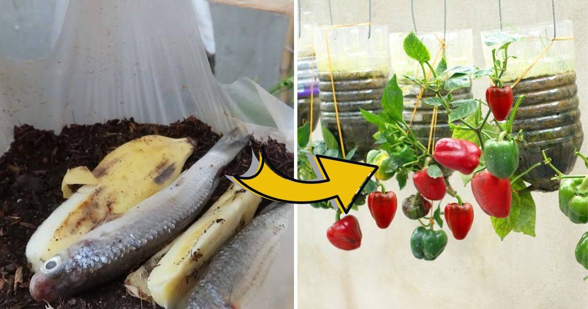 How To Grow Peppers Upside Down At Home With A Variety Of Fruits