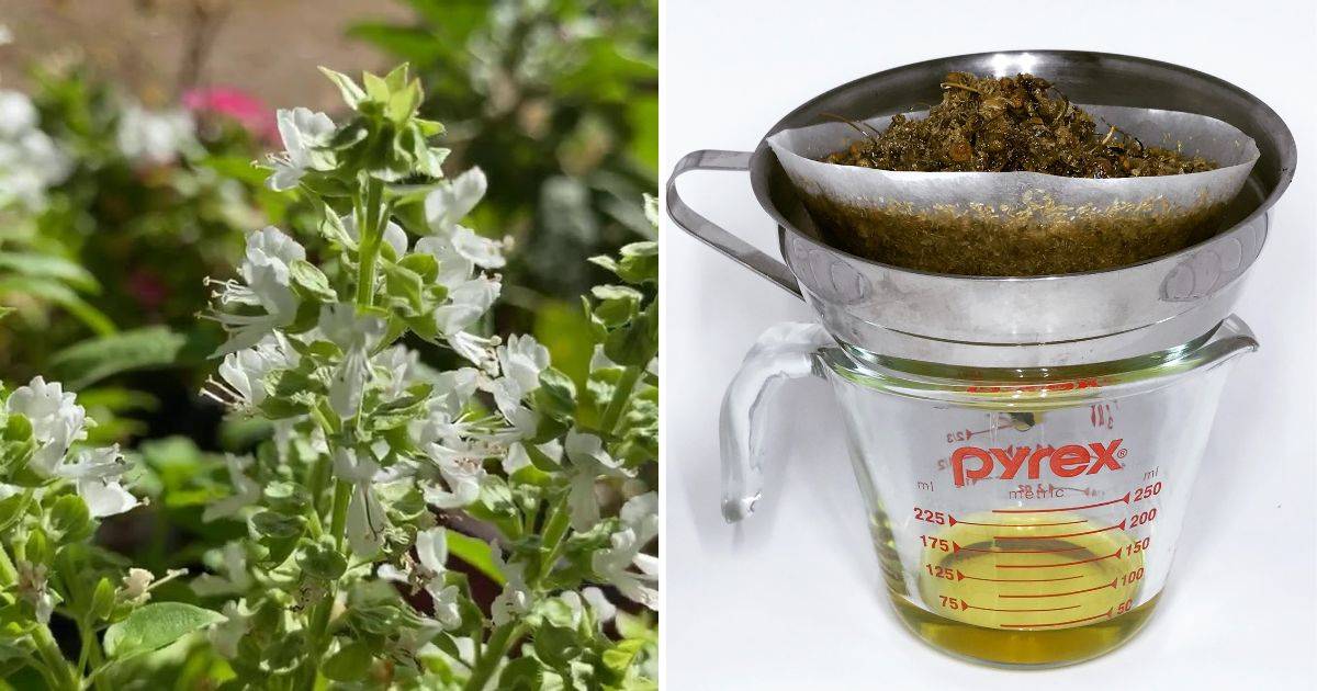 The Amazing Benefits Of Basil Flowers That You Do Not Know About