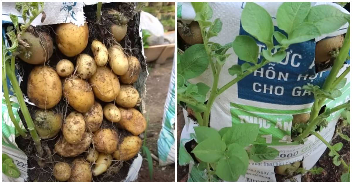 Easy and Cheap Way to Grow Potatoes in a Bag Giving a Bountiful Harvest at Home