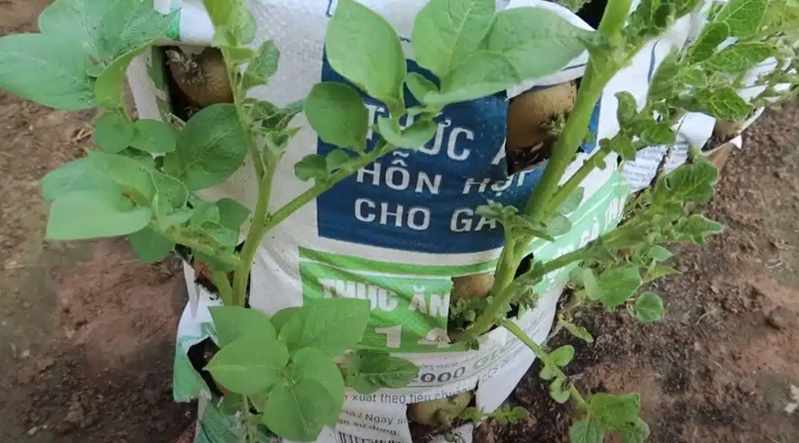 Easy and Cheap Way to Grow Potatoes in a Bag Giving a Bountiful Harvest at Home - 99
