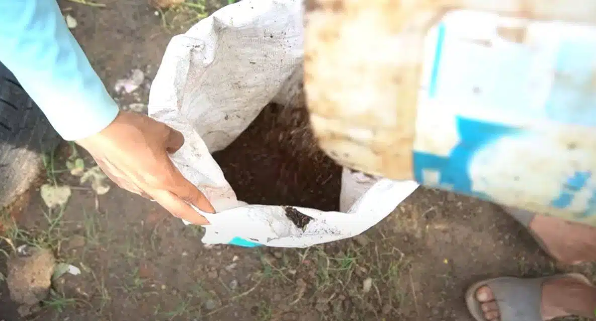 Easy and Cheap Way to Grow Potatoes in a Bag Giving a Bountiful Harvest at Home - 117