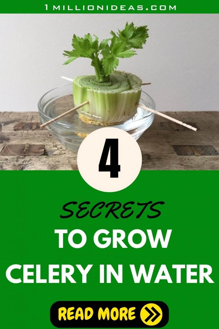 4 Secrets To Grow Your Own Celery In Water At Home