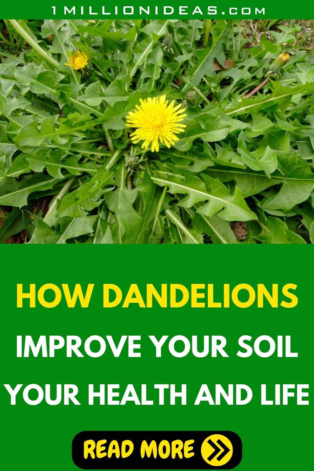 How Dandelions Can Improve Your Soil, Your Health, And Your Life - 47