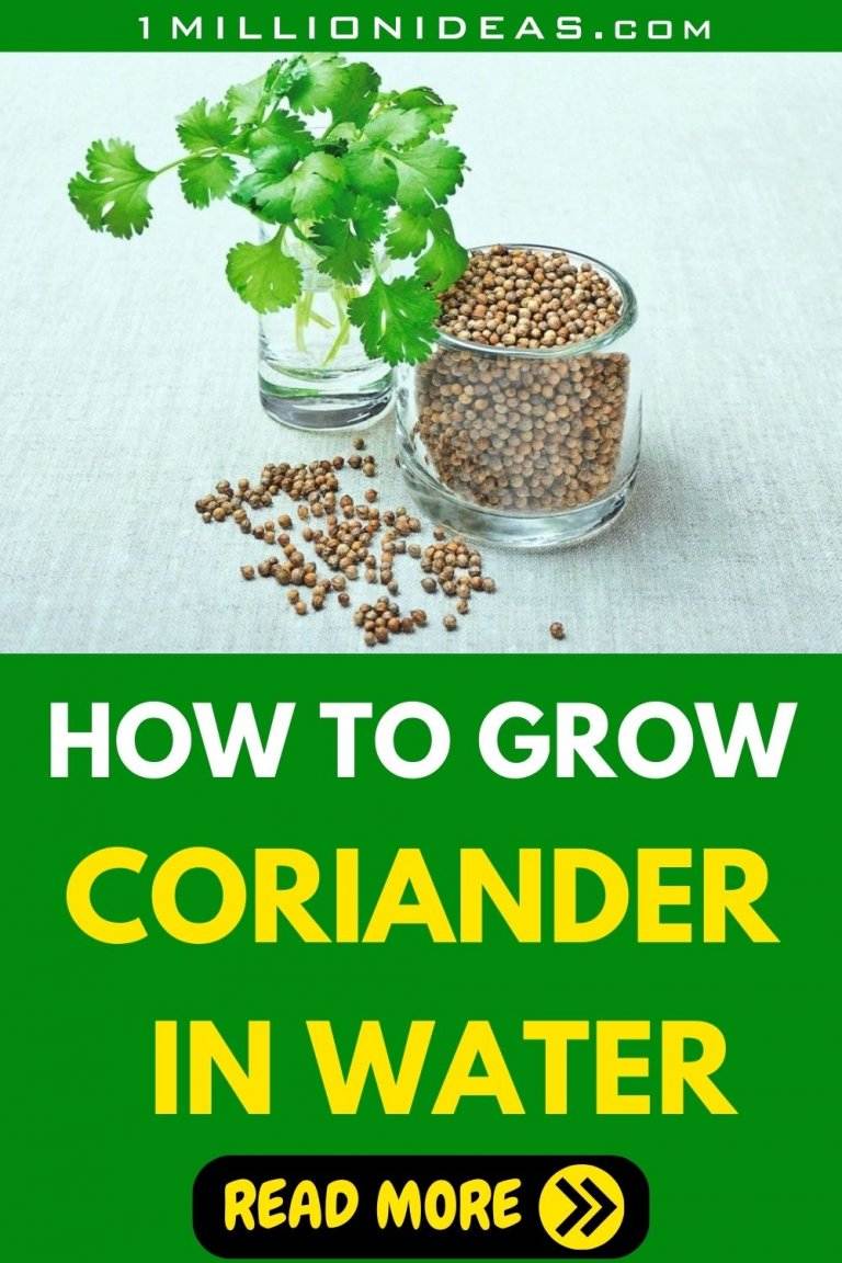 How To Grow Fresh And Flavorful Coriander In Water At Home