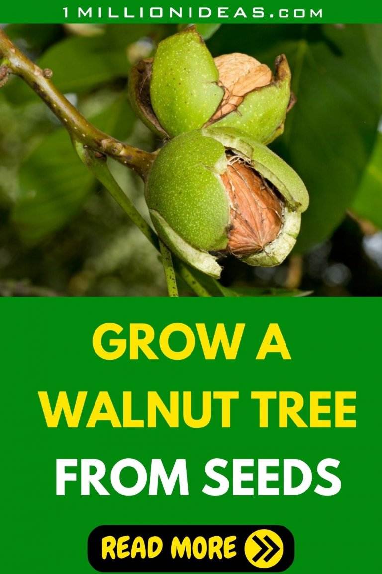 How To Start And Care For A Walnut Tree From Seeds