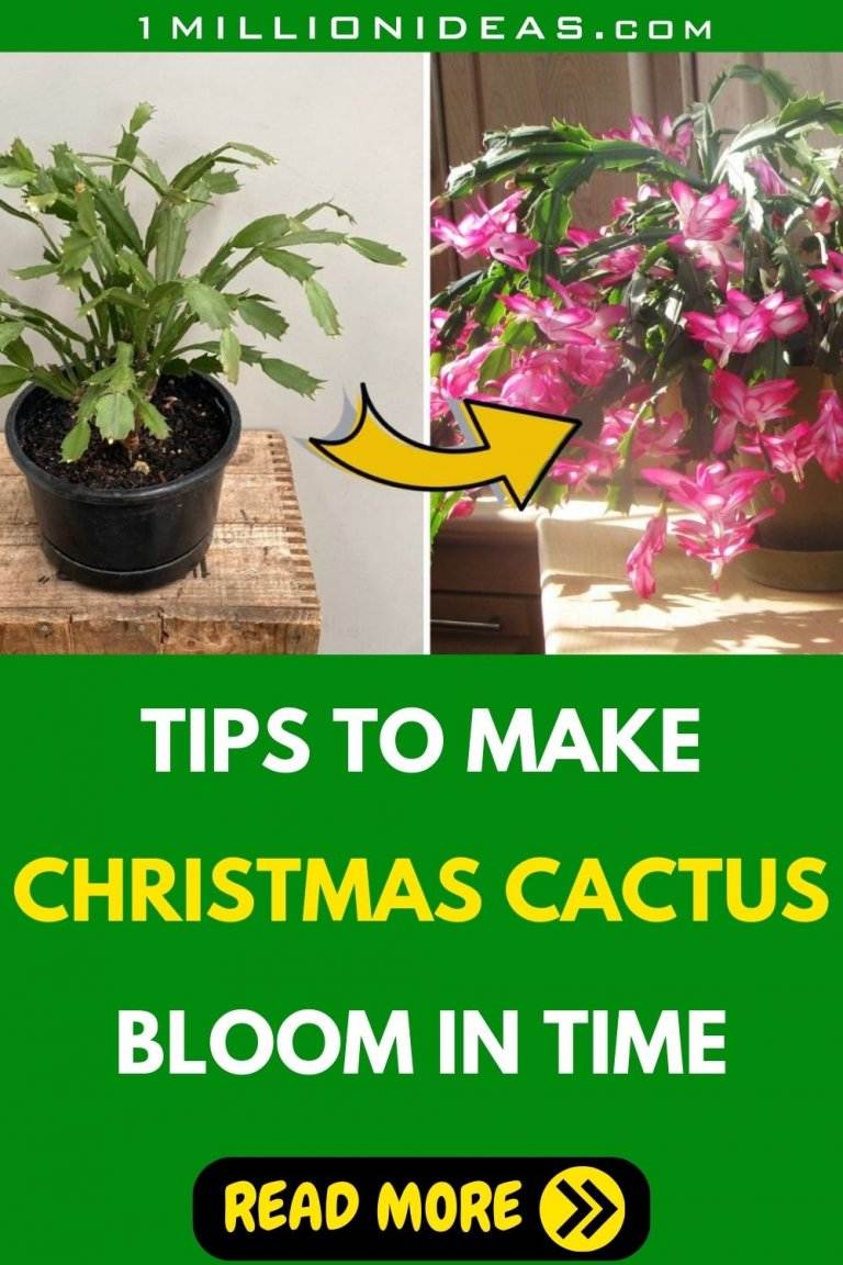 Tips To Make Christmas Cactus Bloom In Time For The Holidays