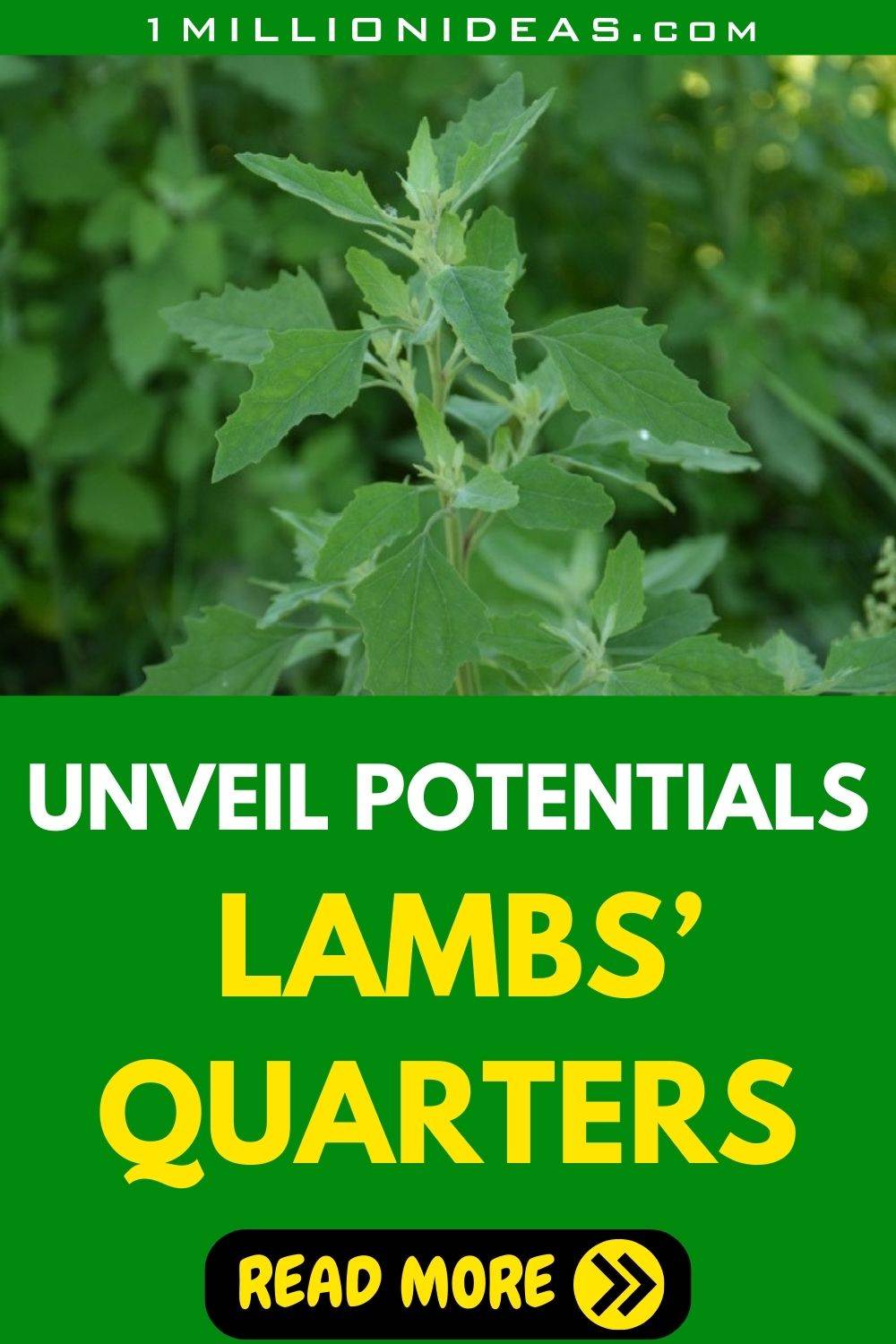 Unveil Potentials Of Lambs' Quarters: The Weed Can Purify Your Soil And Nourish Your Body - 53