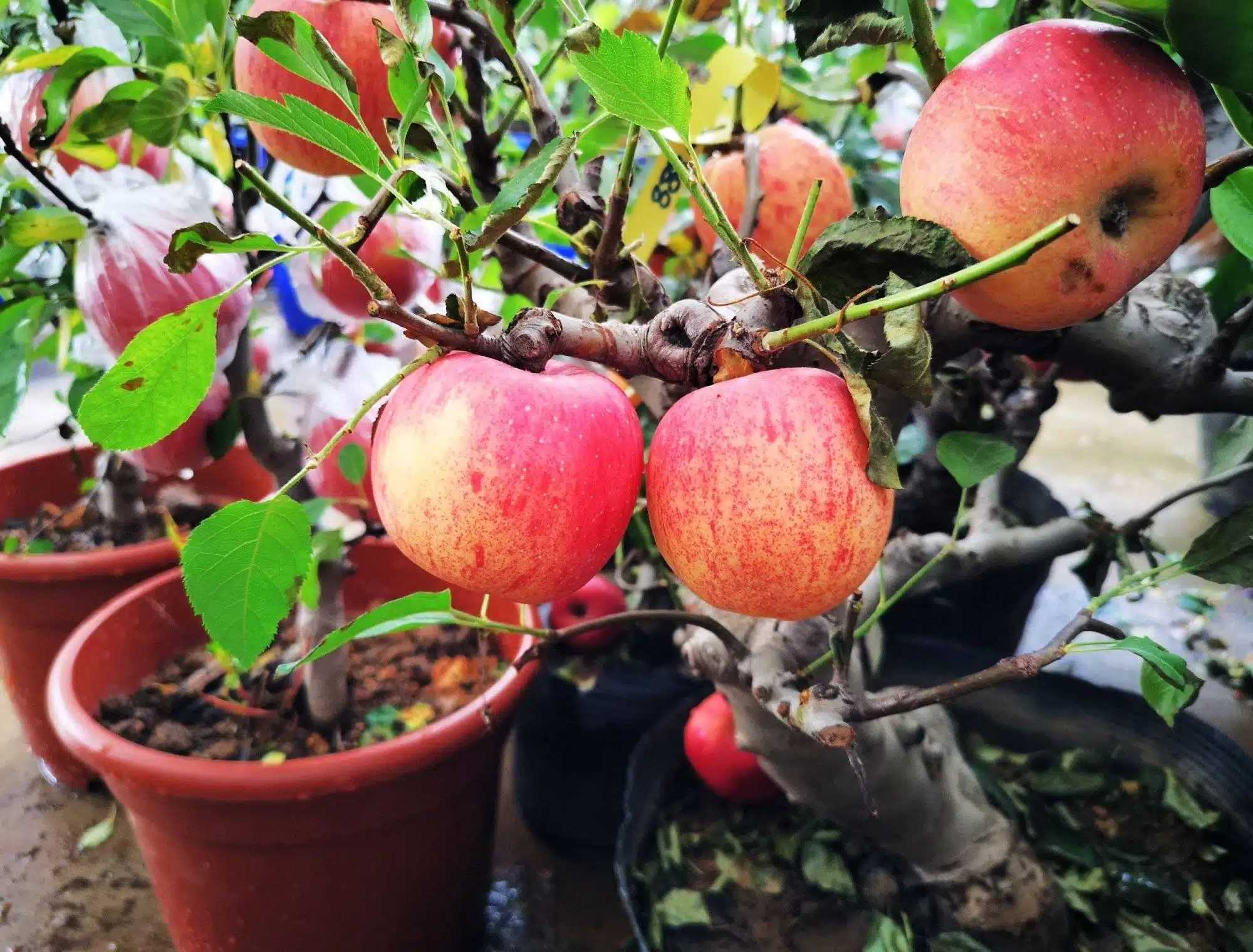 How To Grow Apple Trees From Seeds: Tips And Tricks For Success - 75