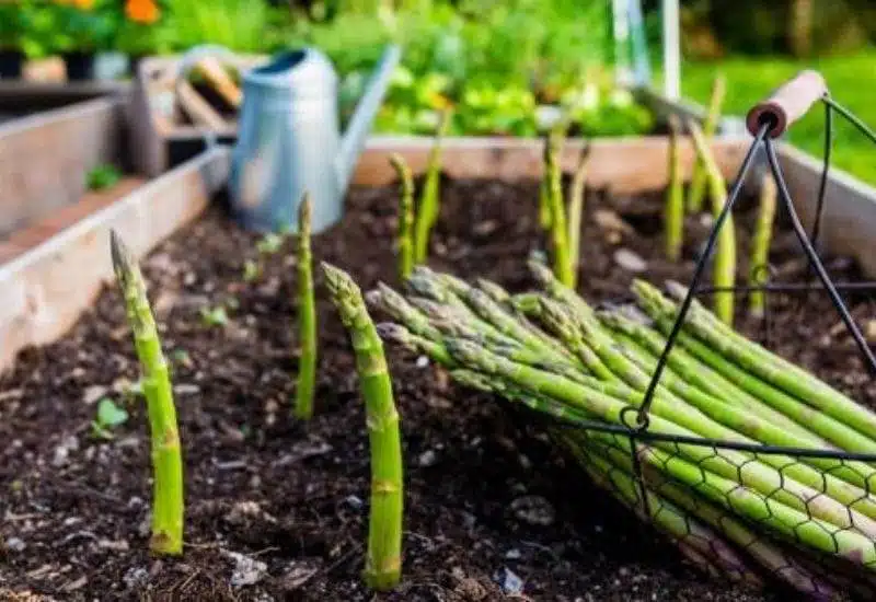 Grow Asparagus In Containers: How To Enjoy This Perennial Vegetable Year-Round - 59