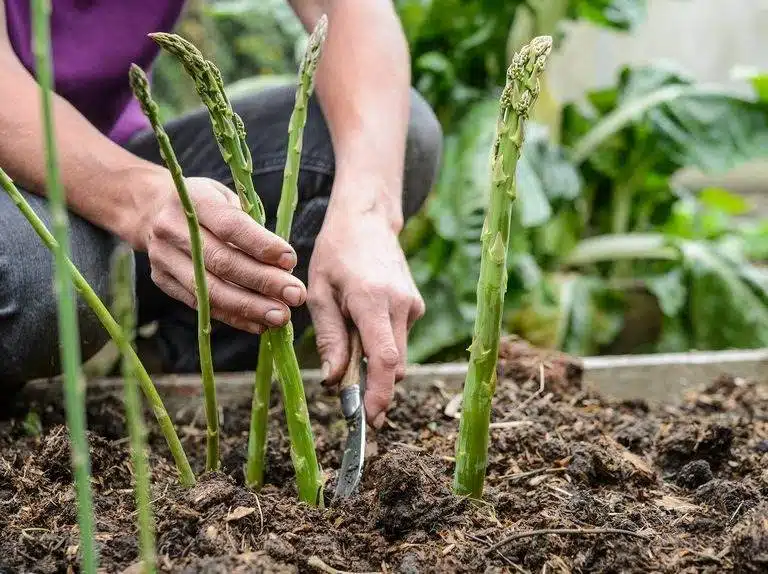 Grow Asparagus In Containers: How To Enjoy This Perennial Vegetable Year-Round - 65