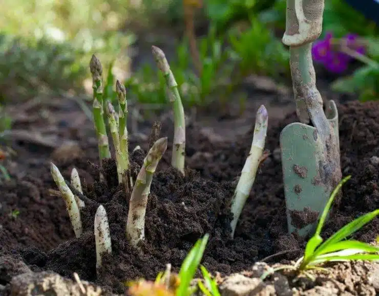 Grow Asparagus In Containers: How To Enjoy This Perennial Vegetable Year-Round - 63