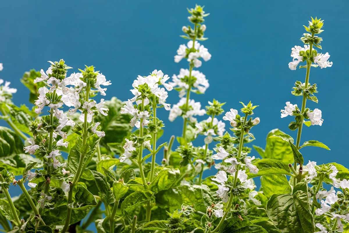 The Amazing Benefits Of Basil Flowers That You Do Not Know About - 81