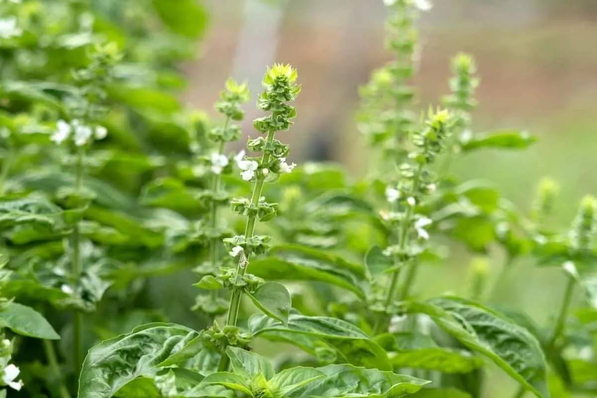 The Amazing Benefits Of Basil Flowers That You Do Not Know About - 77