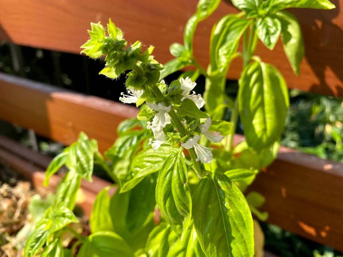 The Amazing Benefits Of Basil Flowers That You Do Not Know About - 85