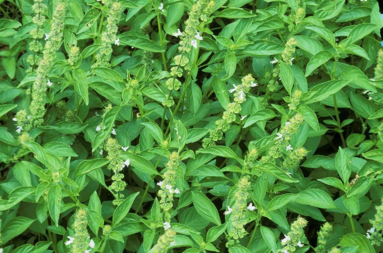The Amazing Benefits Of Basil Flowers That You Do Not Know About - 87