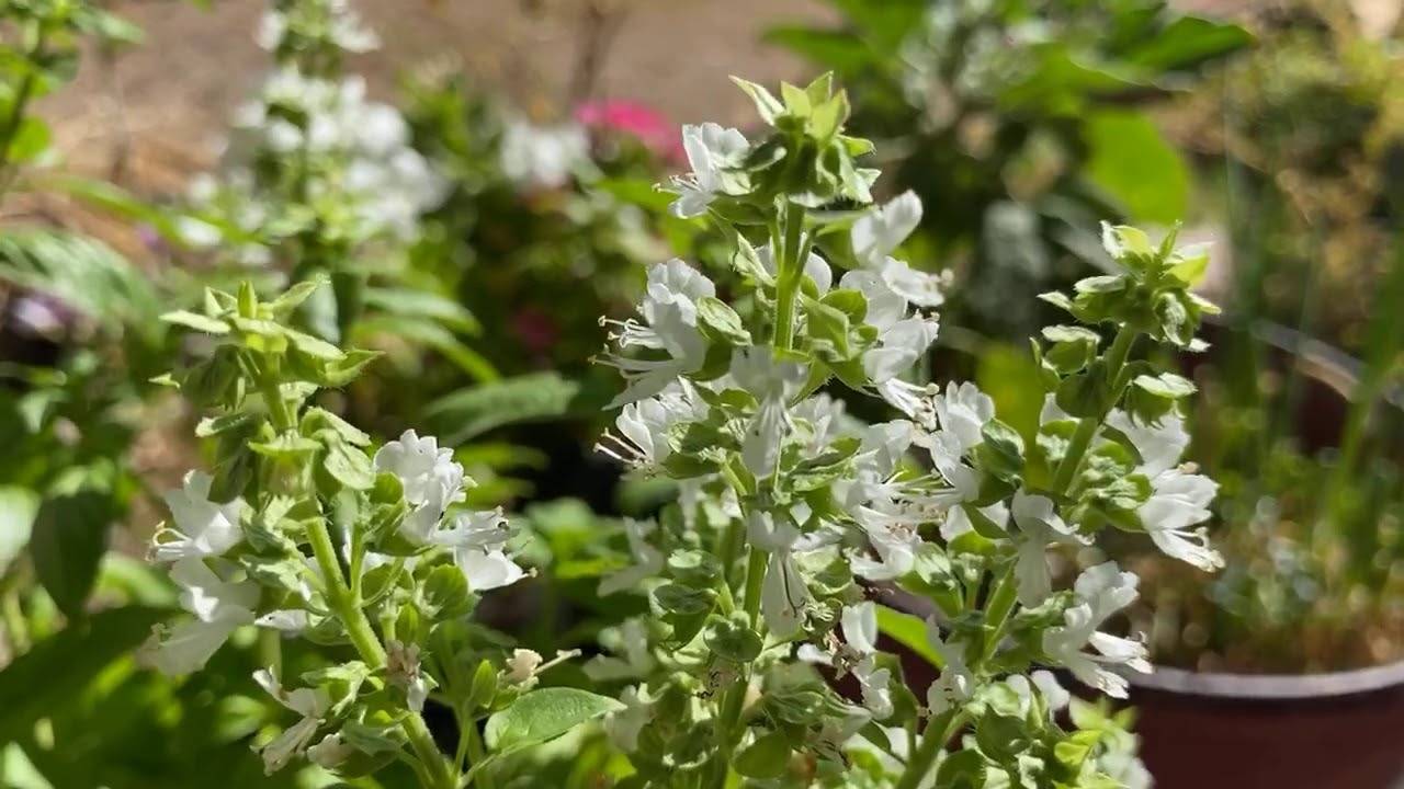 The Amazing Benefits Of Basil Flowers That You Do Not Know About - 91