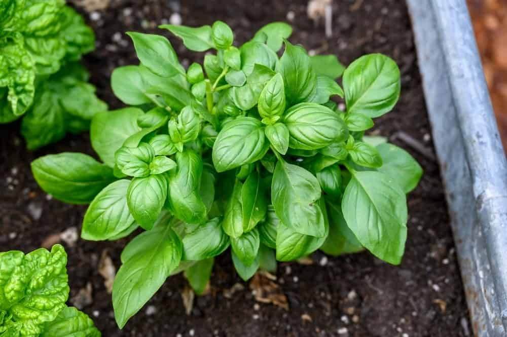 The Amazing Benefits Of Basil Flowers That You Do Not Know About - 75