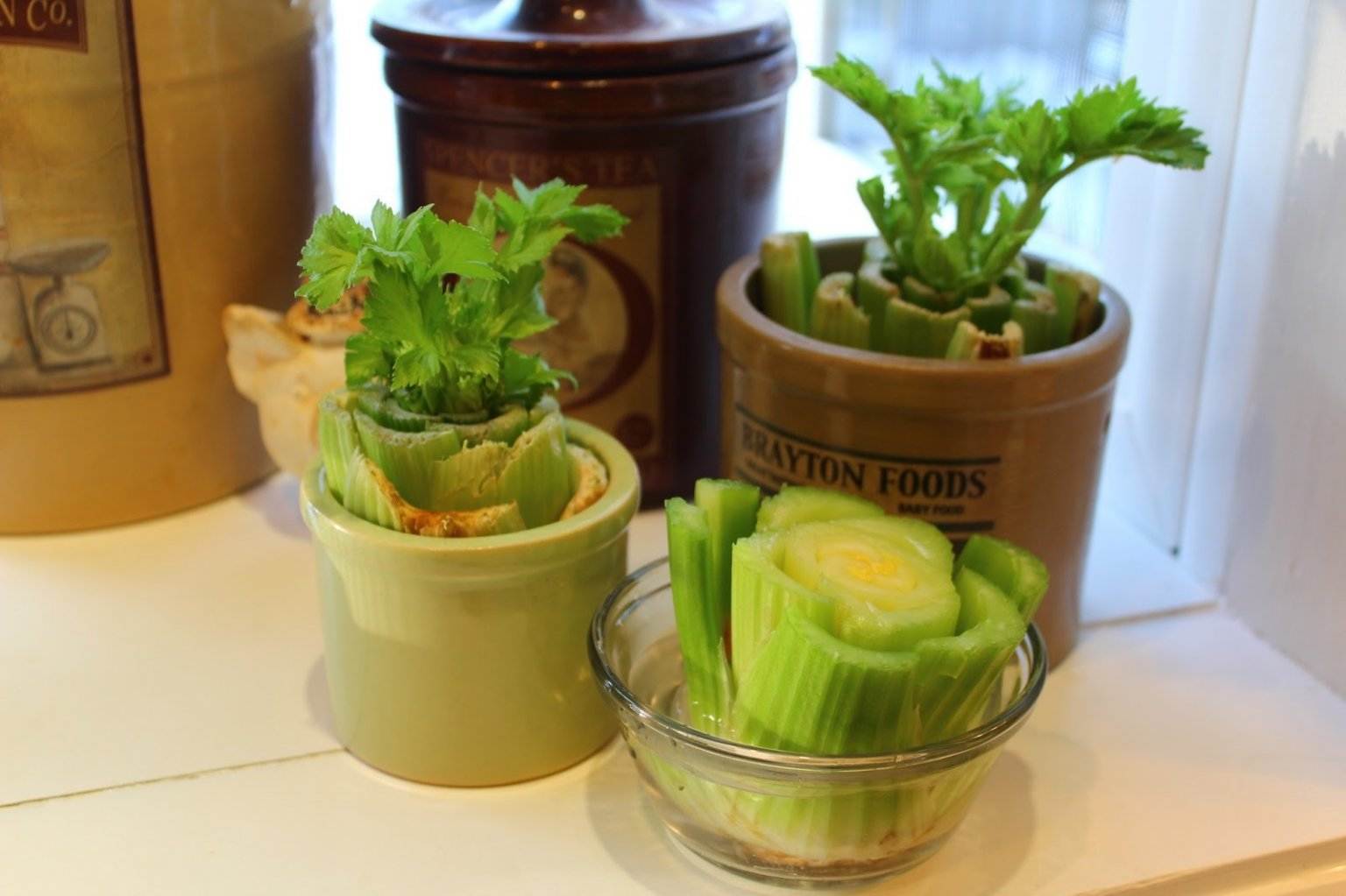4 Secrets To Grow Your Own Celery In Water At Home