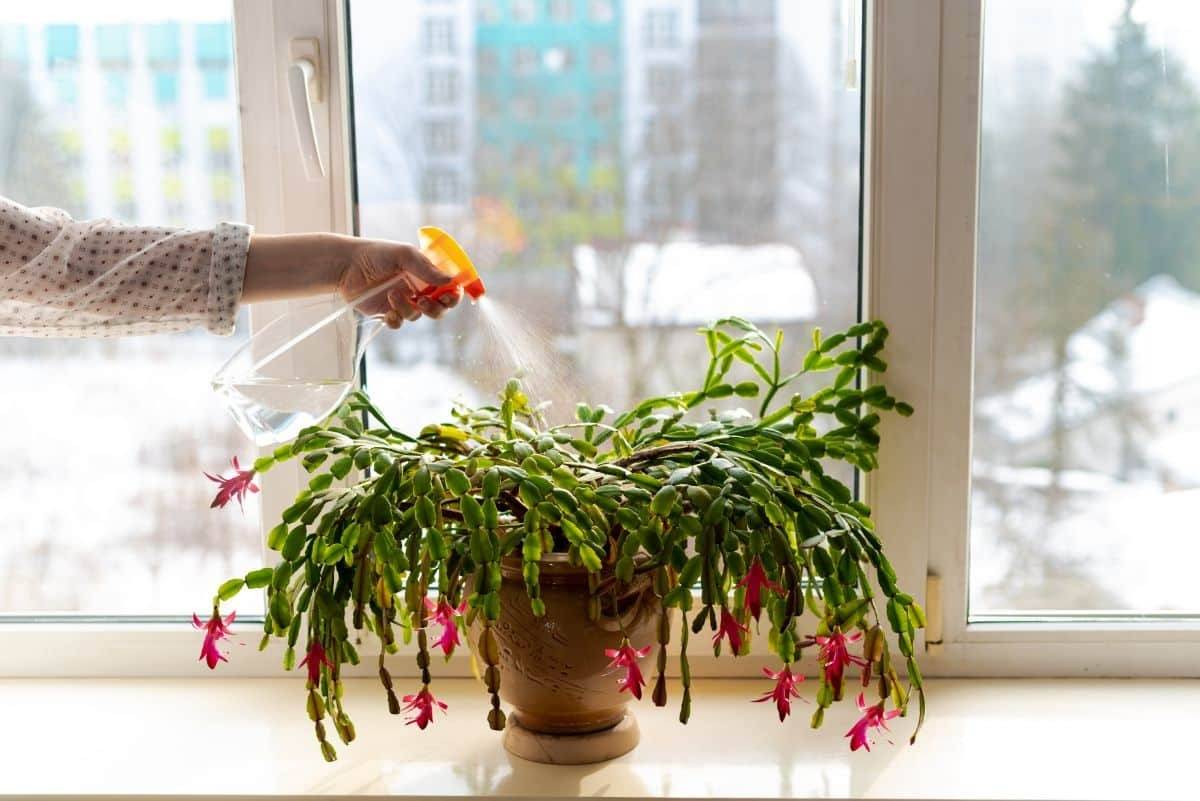 Tips To Make Christmas Cactus Bloom In Time For The Holidays - 89