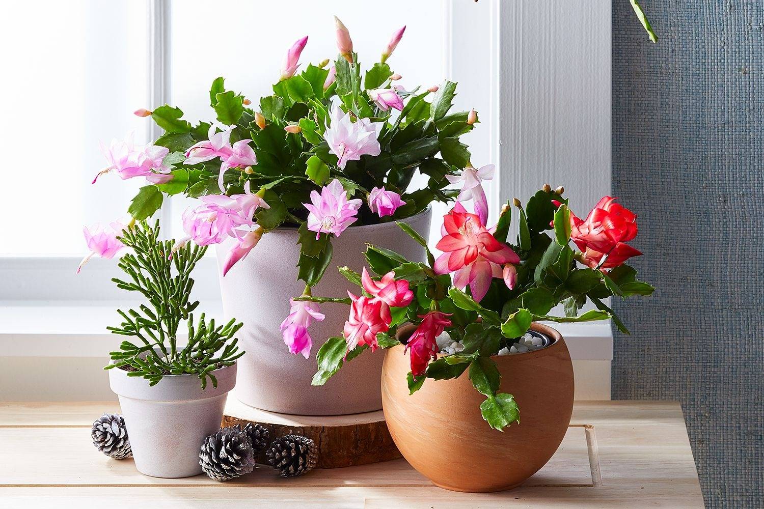 Tips To Make Christmas Cactus Bloom In Time For The Holidays - 87