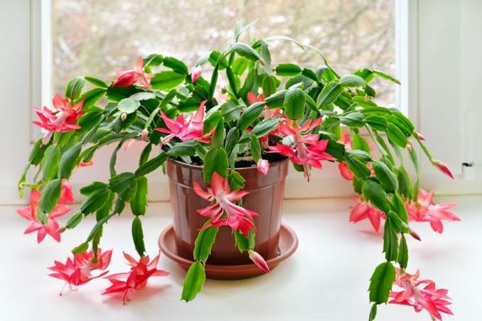Tips To Make Christmas Cactus Bloom In Time For The Holidays - 91