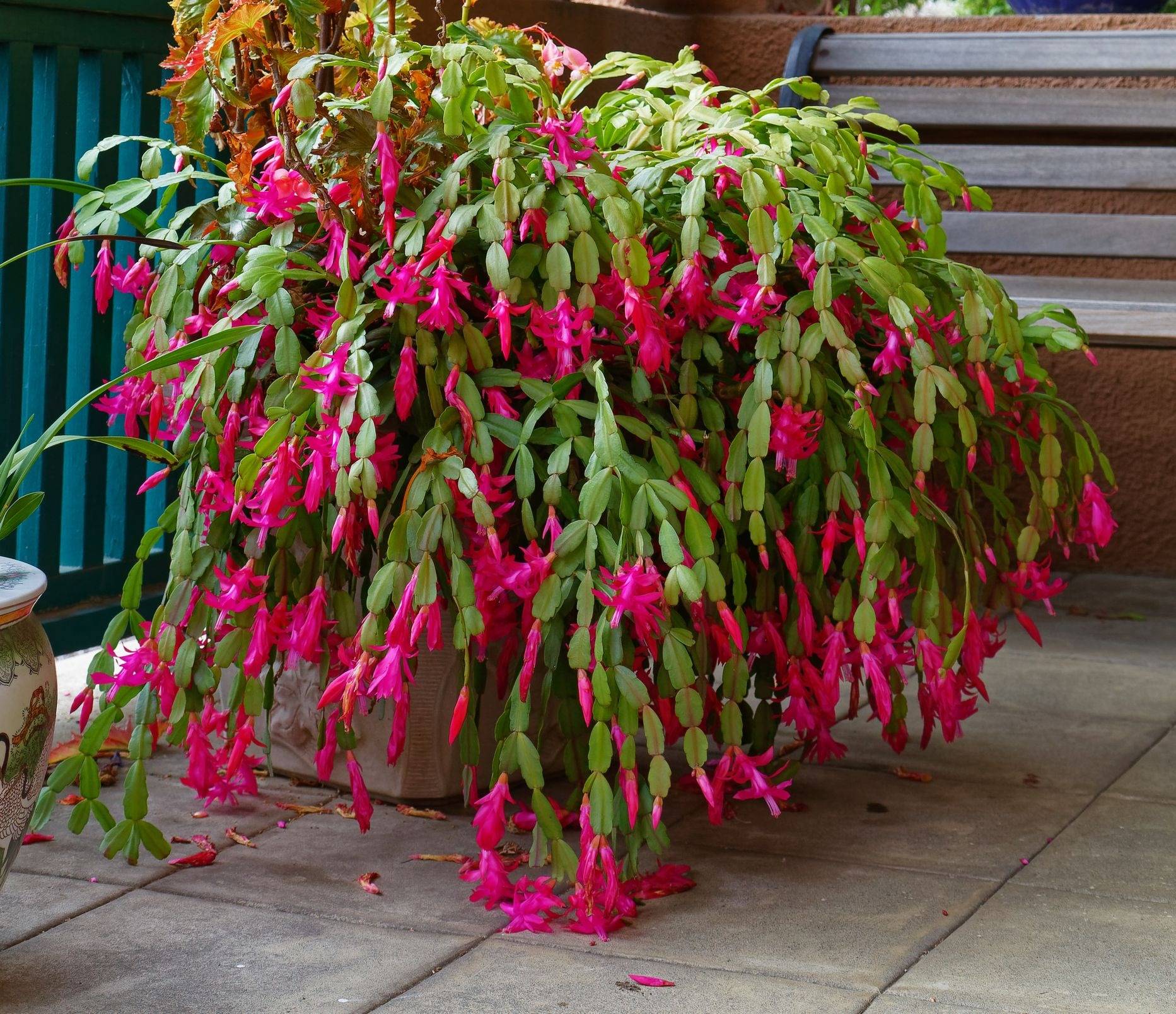 Tips To Make Christmas Cactus Bloom In Time For The Holidays - 107