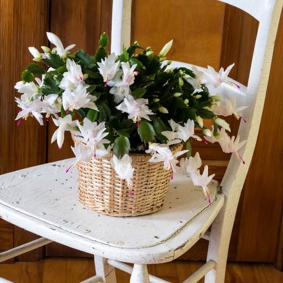 Tips To Make Christmas Cactus Bloom In Time For The Holidays - 95