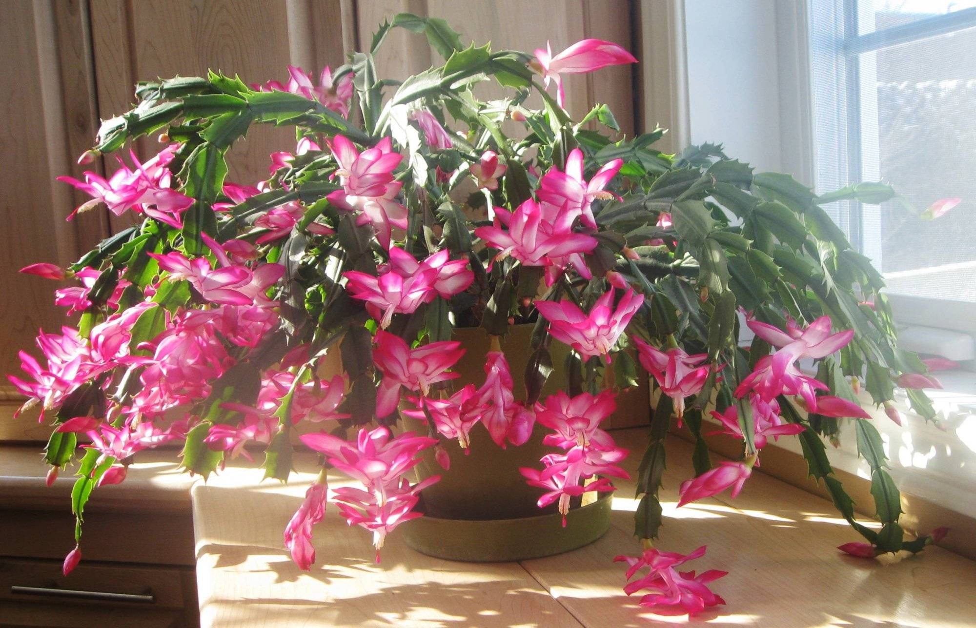Tips To Make Christmas Cactus Bloom In Time For The Holidays - 101