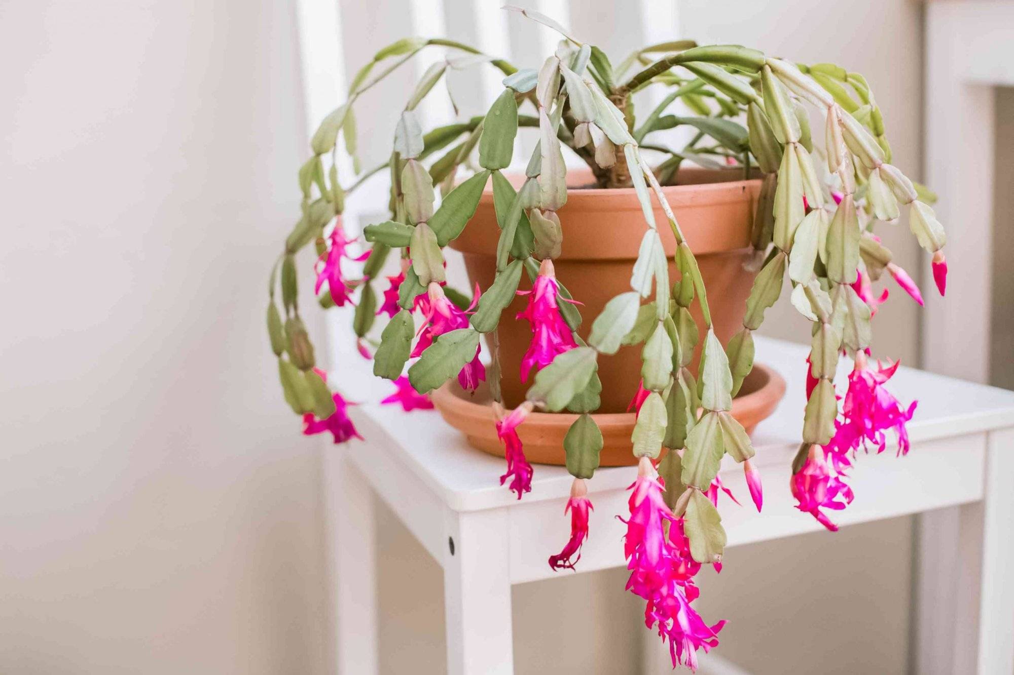 Tips To Make Christmas Cactus Bloom In Time For The Holidays - 103