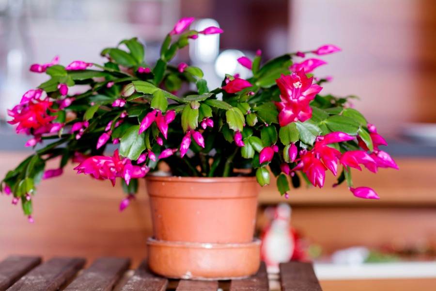Tips To Make Christmas Cactus Bloom In Time For The Holidays - 105