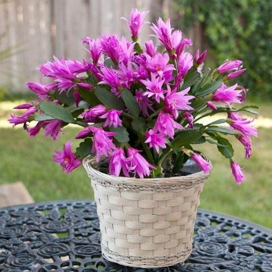 Tips To Make Christmas Cactus Bloom In Time For The Holidays - 97