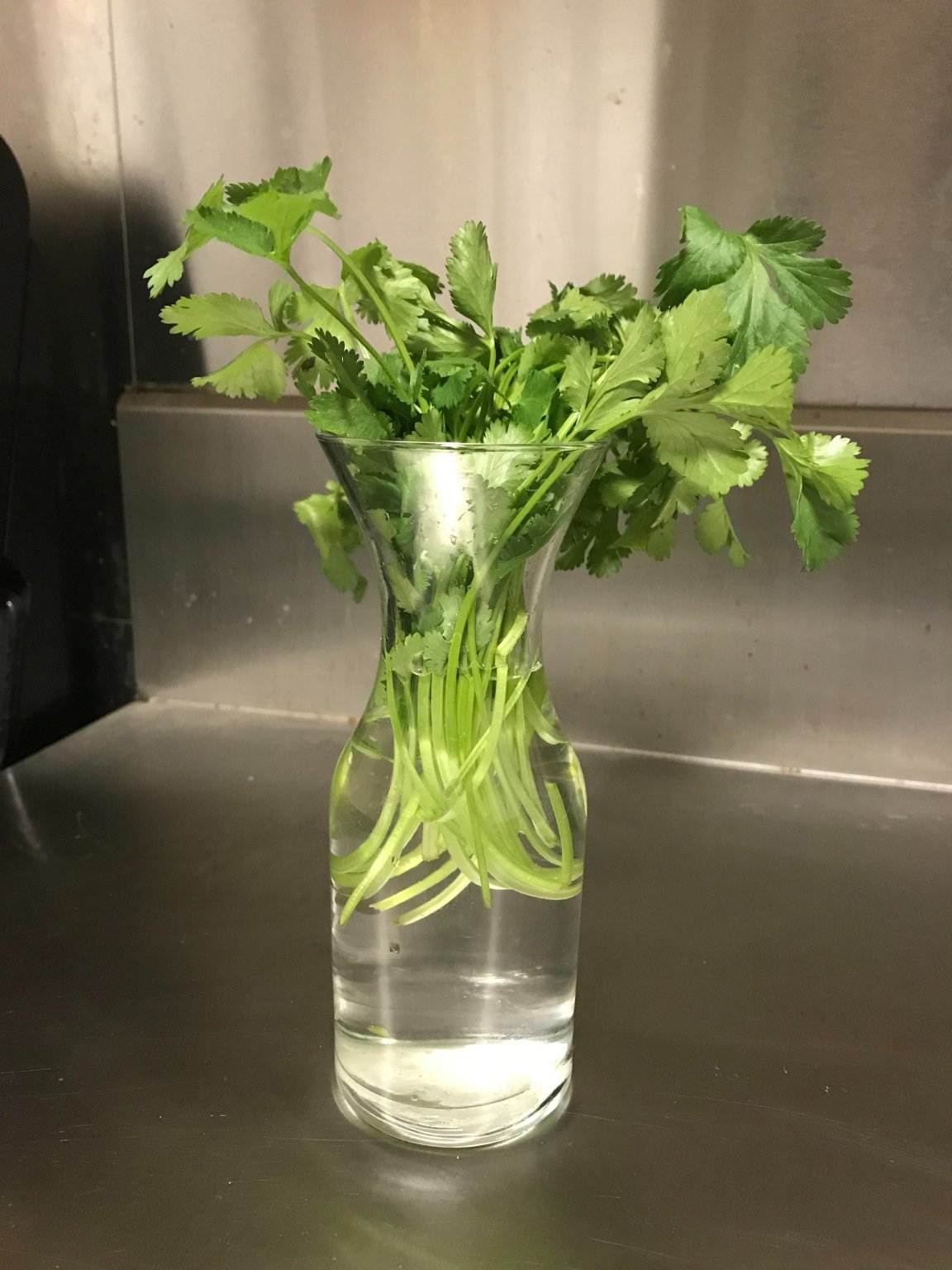 How To Grow Fresh And Flavorful Coriander In Water At Home