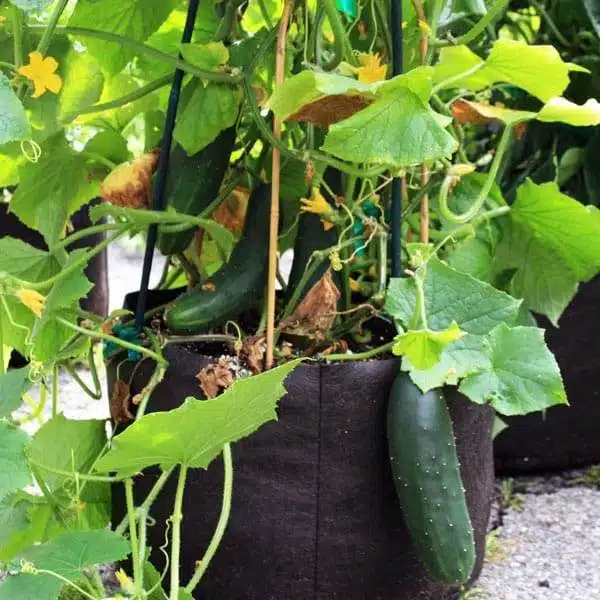 5 Simple Secrets To Growing Cucumbers In Containers Successfully - 61