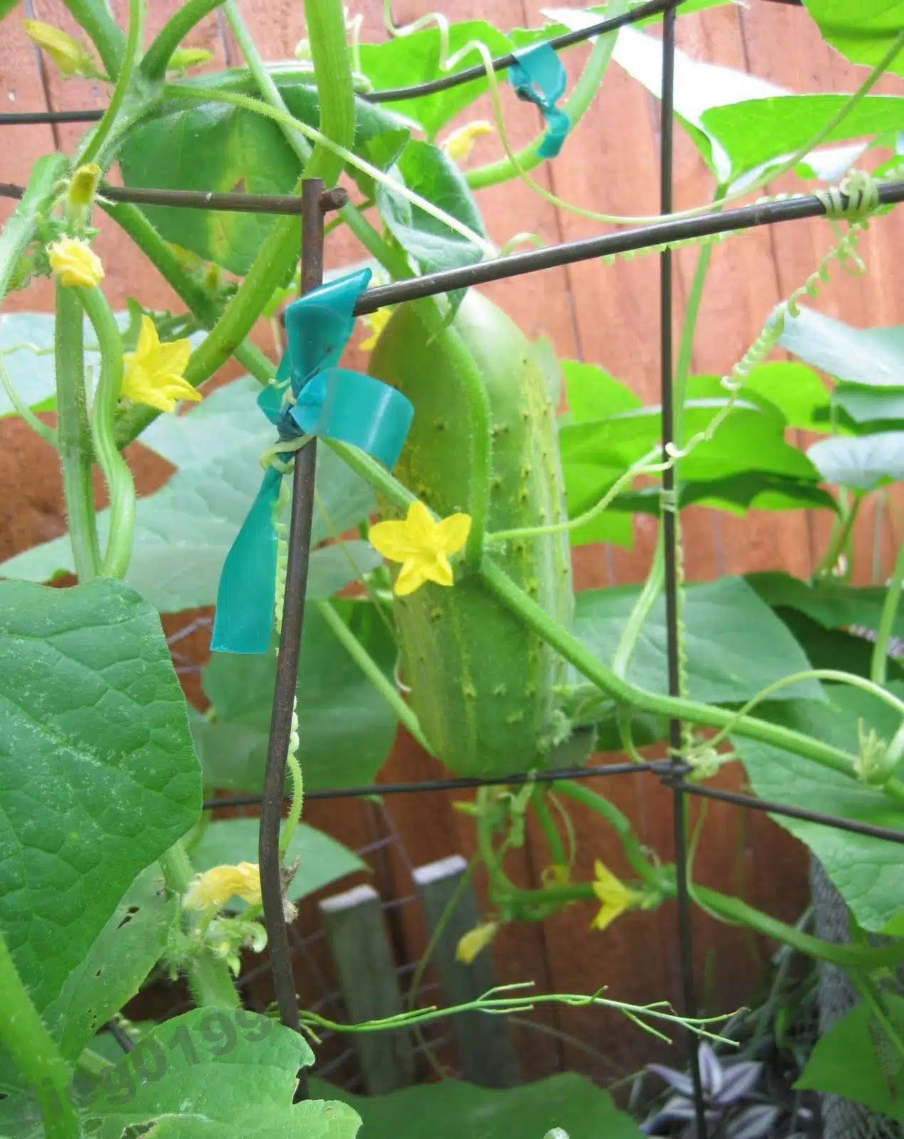 5 Simple Secrets To Growing Cucumbers In Containers Successfully - 73
