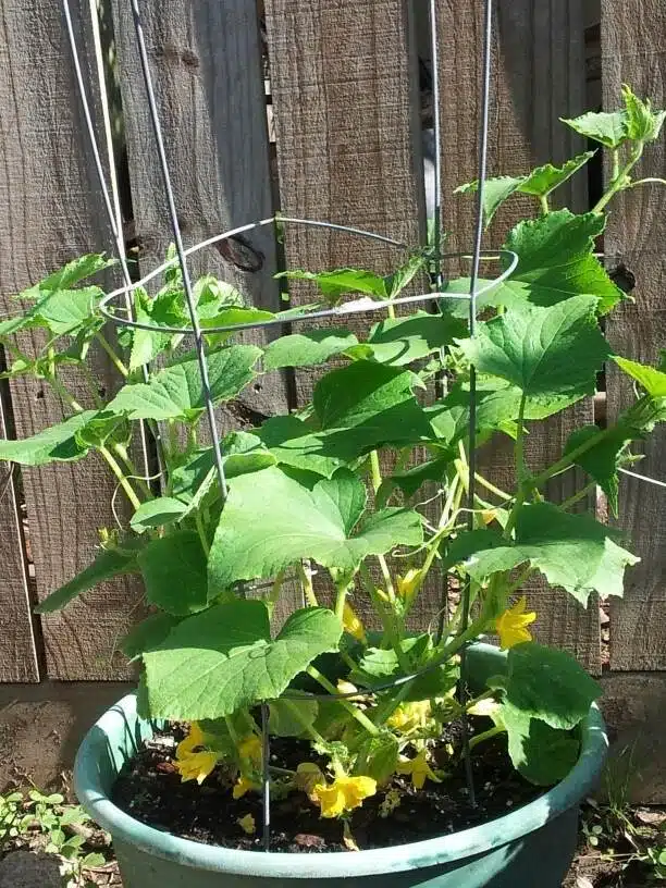5 Simple Secrets To Growing Cucumbers In Containers Successfully - 67