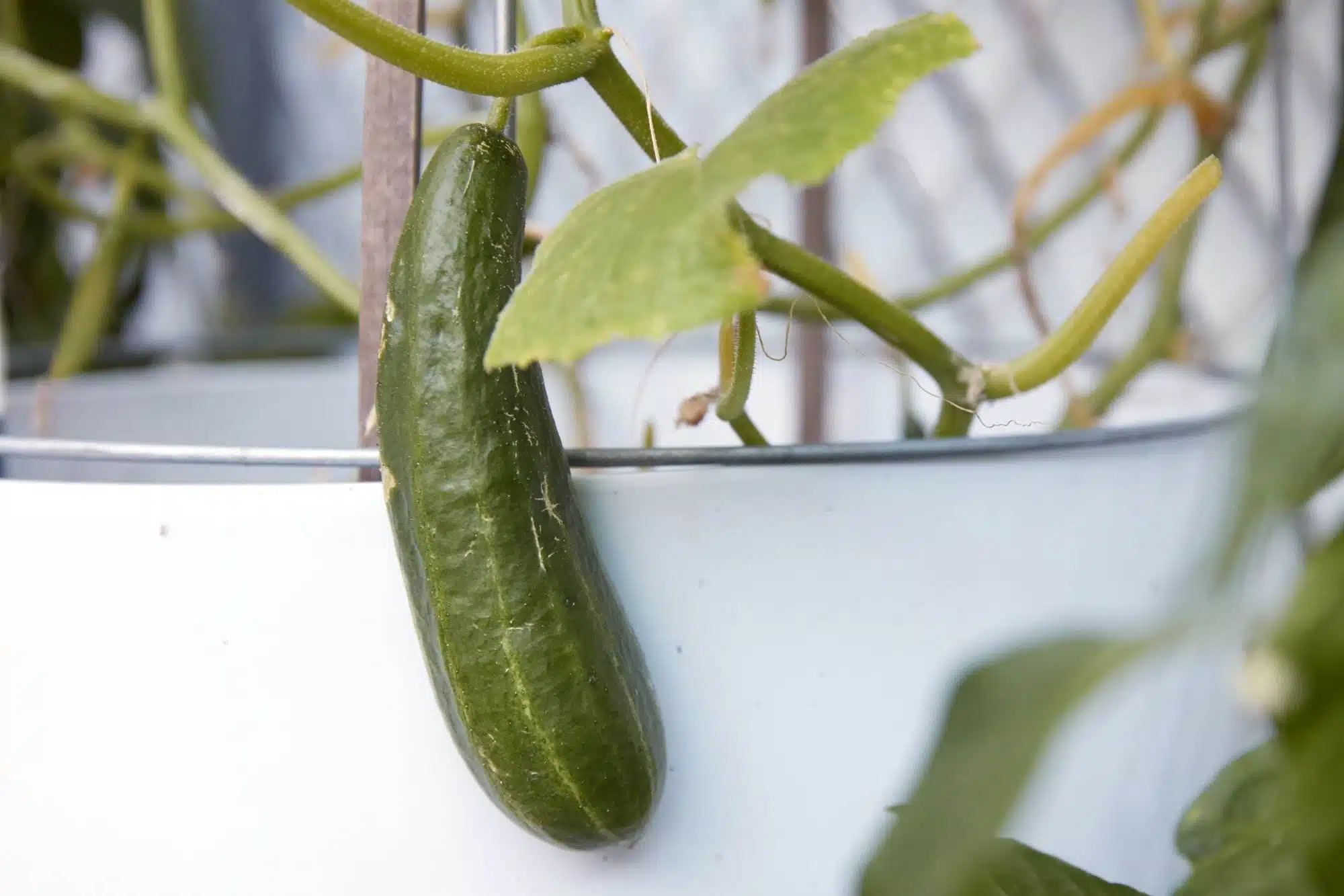 5 Simple Secrets To Growing Cucumbers In Containers Successfully - 65
