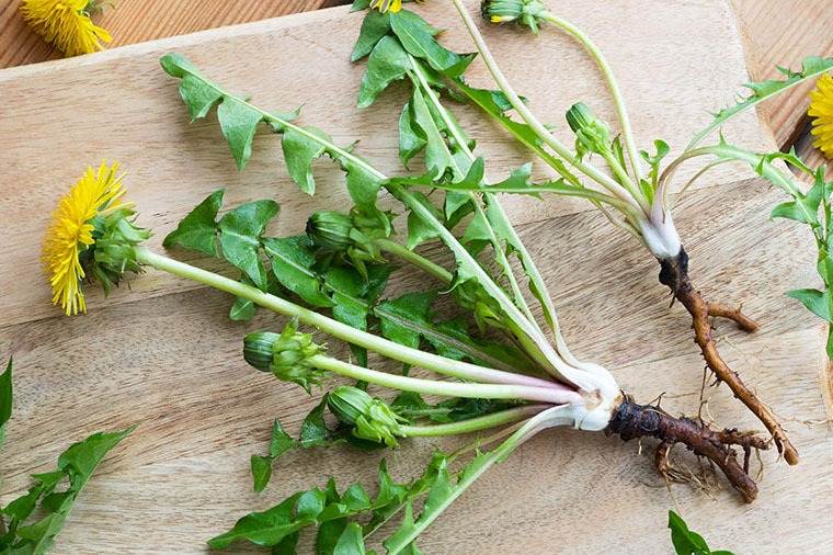 6 Amazing Benefits Of Dandelion Roots For Your Garden And Your Body - 59