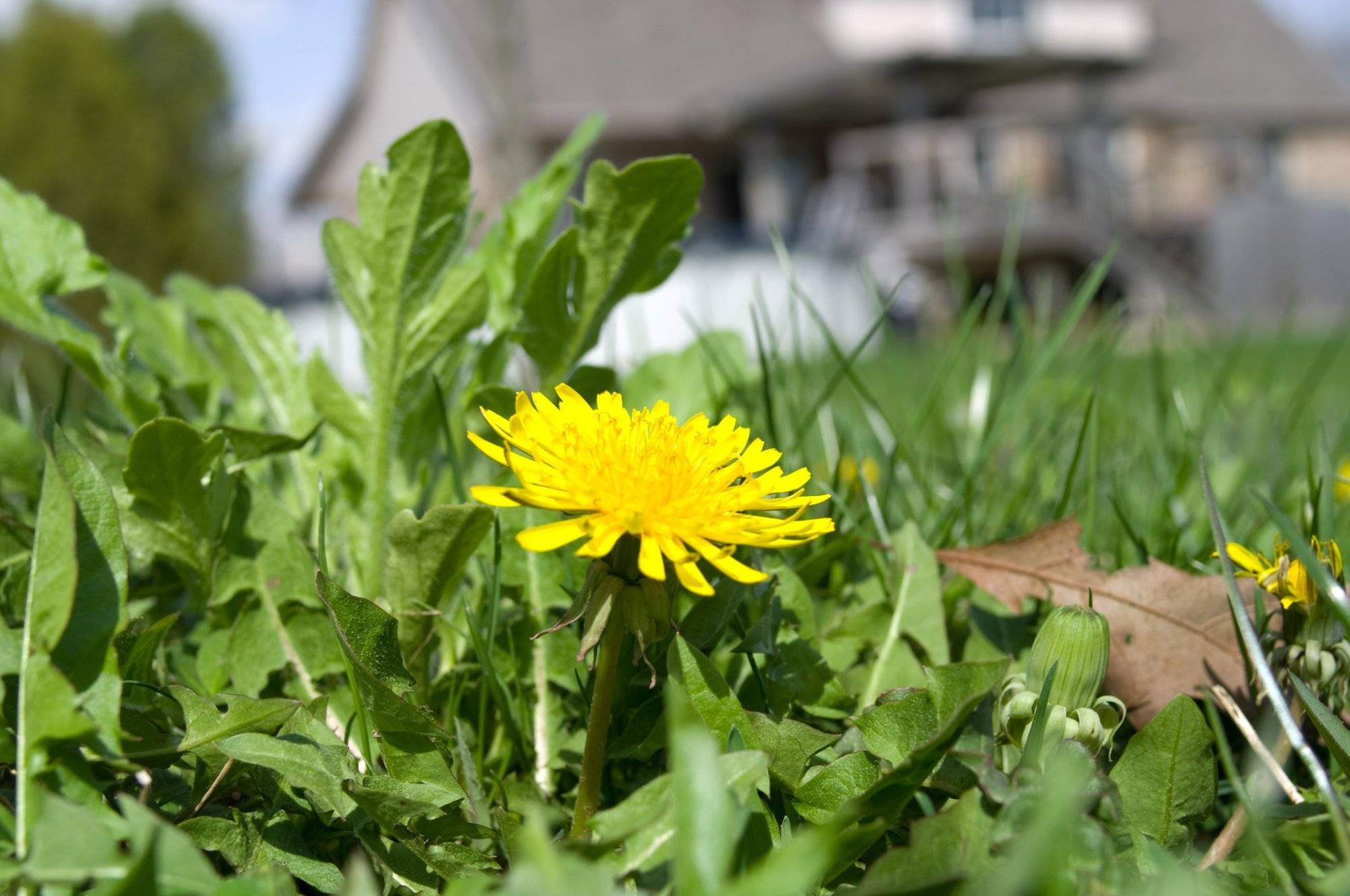 How Dandelions Can Improve Your Soil, Your Health, And Your Life - 55