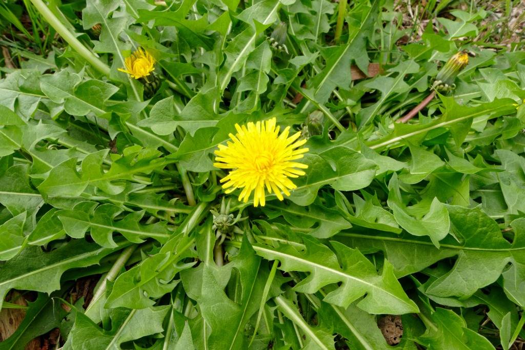 6 Amazing Benefits Of Dandelion Roots For Your Garden And Your Body - 49