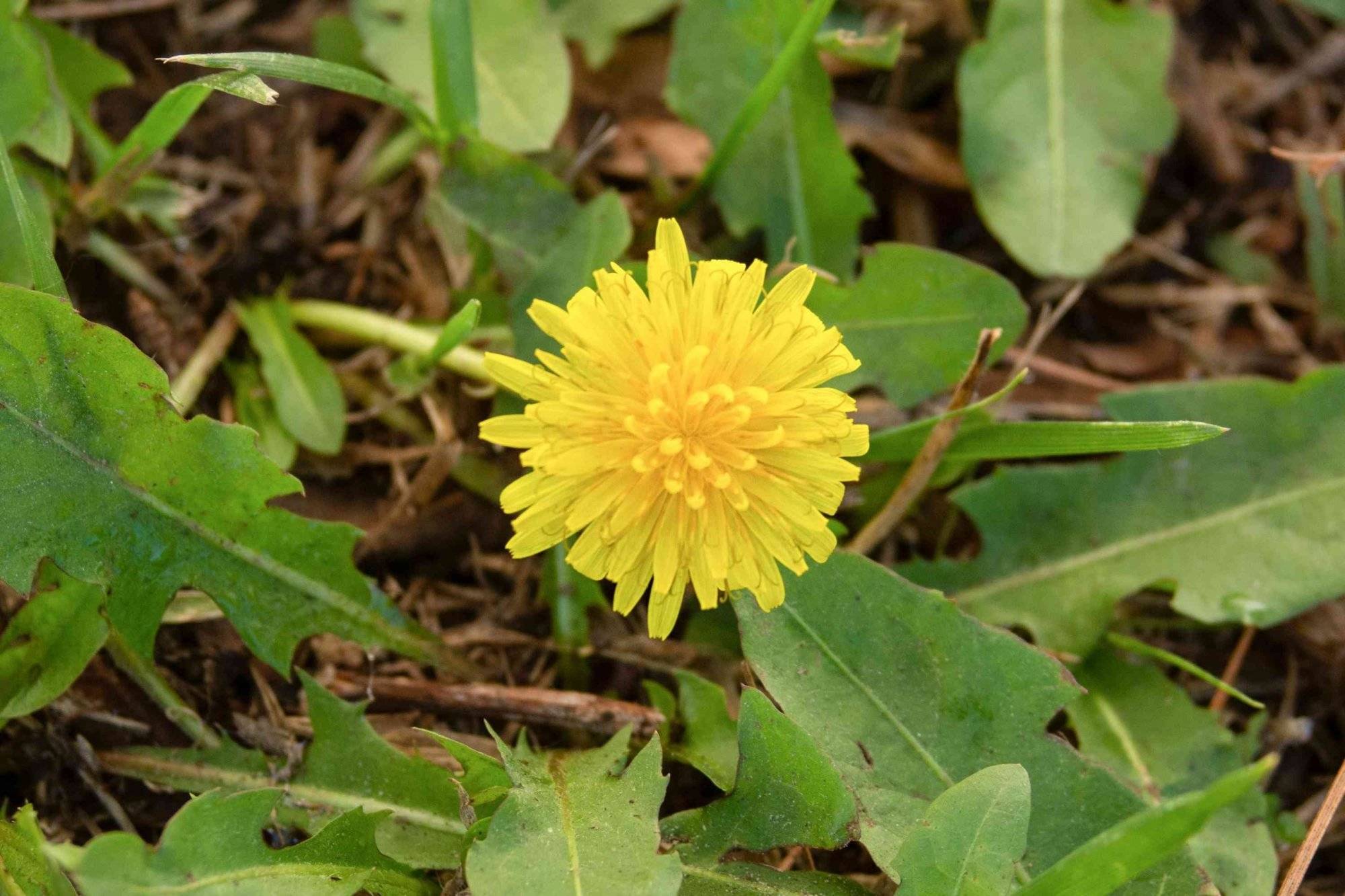 How Dandelions Can Improve Your Soil, Your Health, And Your Life - 59