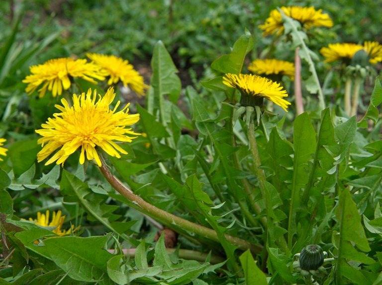 How Dandelions Can Improve Your Soil, Your Health, And Your Life - 57